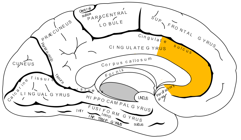 Inner surface of the brain with the anterior cingulate gyrus highlighted in orange above the corpus callosum