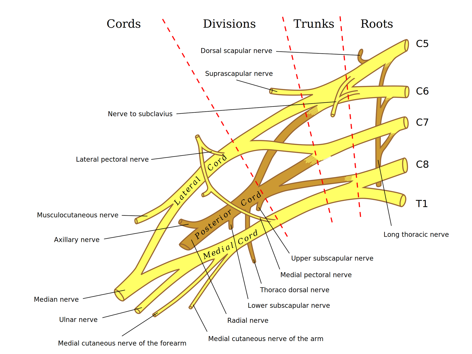 Labeled diagram of the brachial plexus from the C5 to T1 nerve roots through the trunks, divisions, and cords to the major arm nerves
