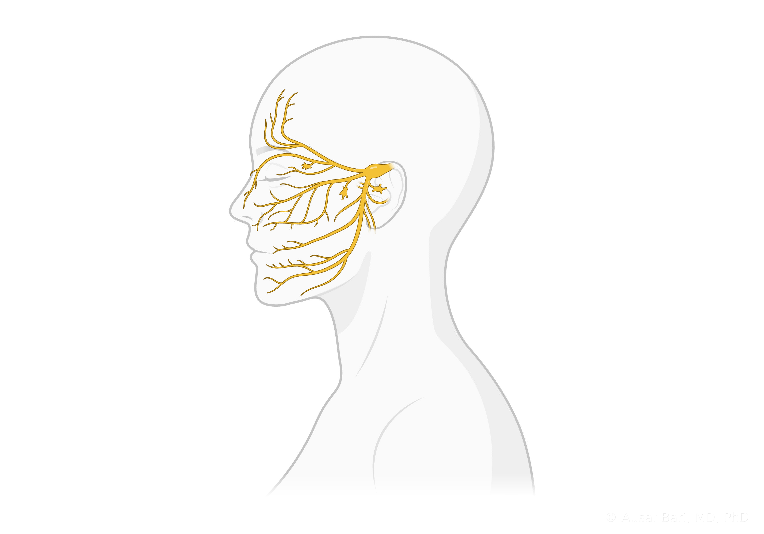 Side view of a head showing the trigeminal nerve and its branches spreading across the forehead, cheek, and jaw